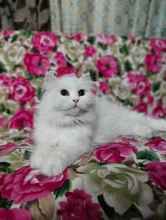 white Persian female cat . her name is Candy