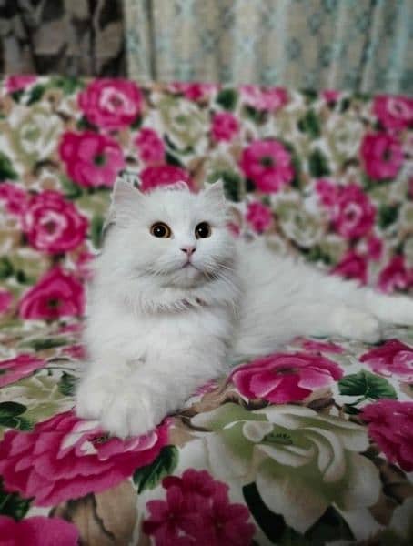 white Persian female cat . her name is Candy 0