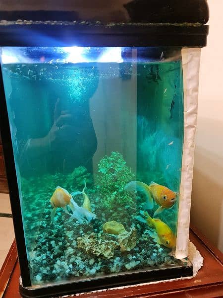 Aquarium with 4 Fishes 20x30inch 3