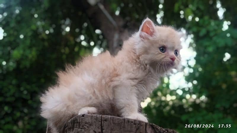 Triple coat Semi punch face 6 male & female kittens for sale 1