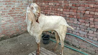 45/69 active breader shoq waly bhai tabta kry / | Goat | bakra