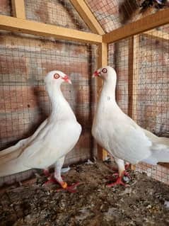 Danish breeder pair for sale