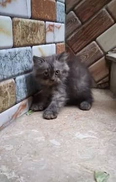 parsian kittens for sale 03287576736 call wahtasp