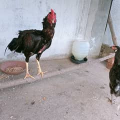 Desi hen for sale