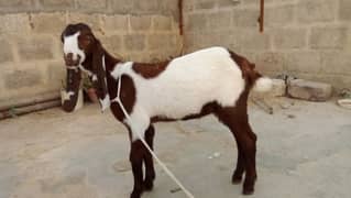 urgent bakra for sell