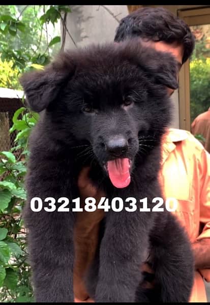 German shepherd Black  pink pedigreed Long Hair  imported  puppies 3