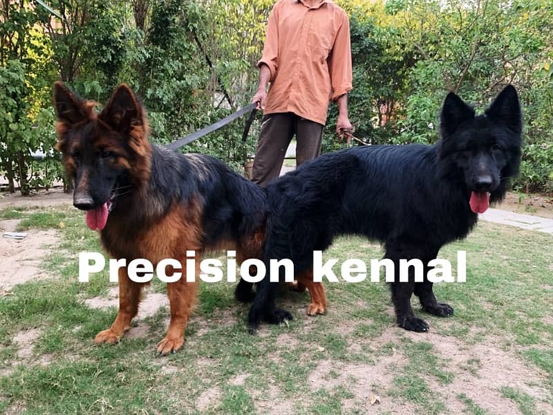 German shepherd Black  pink pedigreed Long Hair  imported  puppies 4