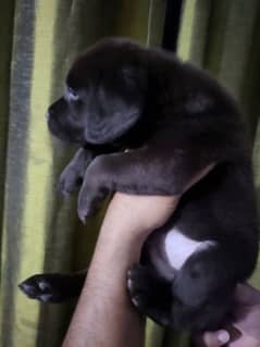 chocolate Labrador pedigree male puppy available