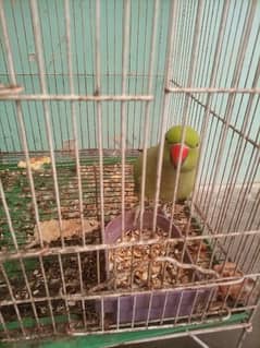 green parrot 0