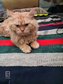 punch face triple coated Persian Cat