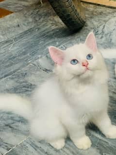 Persian male kitten