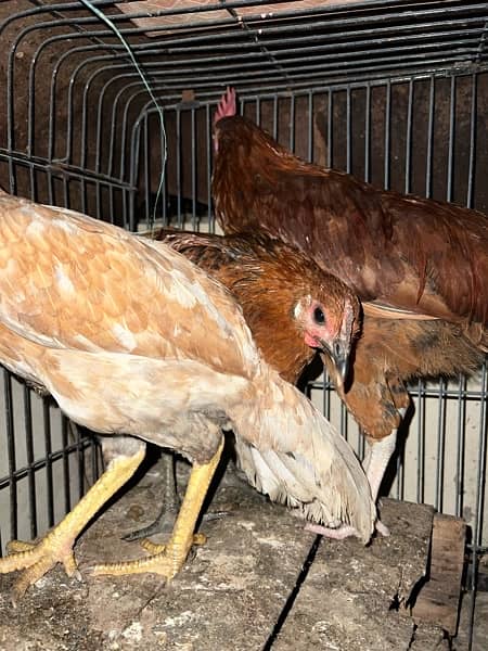 desi egg laying hens 3