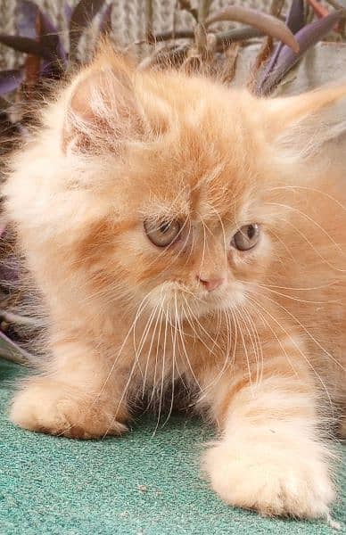 Adorable Persian Kittens 5