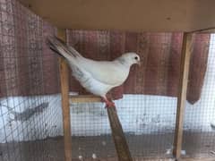 Fancy Pigeons