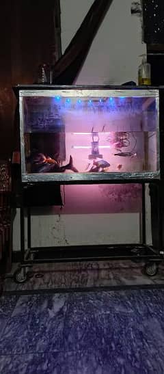 Big size aquariam with fish for sale