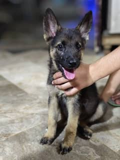 German shepherd puppy