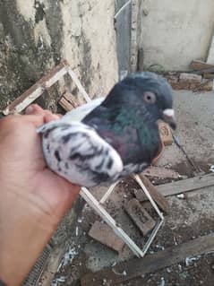 pigeon