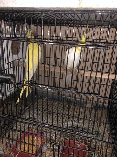 breeder pair with cage common  white 1