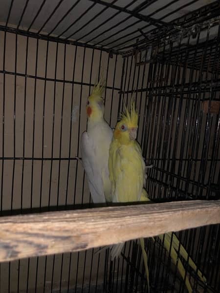 breeder pair with cage common  white 6