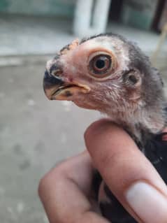 12 days old Indian ucheepo chicks. 0 314 91 72 3 92  40k pair