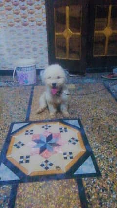 Maltese dog for sale