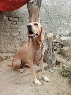 Labra Female dog