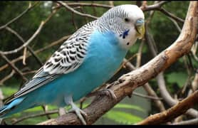 Mujy budgie (Australian) birds cheay