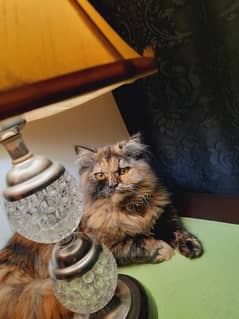 persian cat