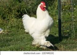 white heavy buff.  chick's for sale