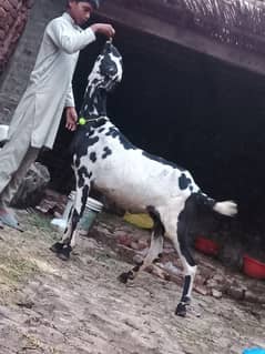 Betal Gaban Bakri