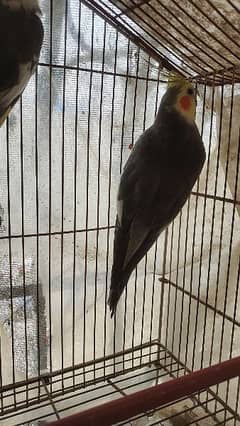 tamed cockatiel pair