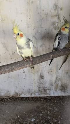 Cocktail Parrots