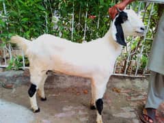 cross White Bakri high quality