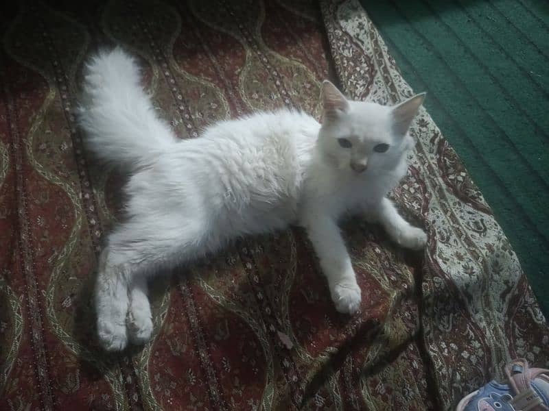 percion cat Age 4Month full Active 1