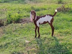 goats and sheep