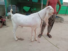 Gulabi breader bakra