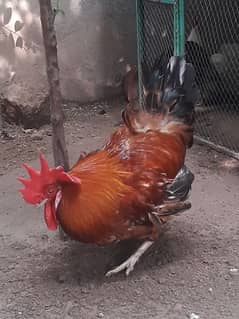 RIR Male For Sale