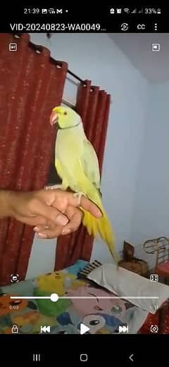 GREEN RINGNECK HAND TAMED MALE TALKING ON MOOD