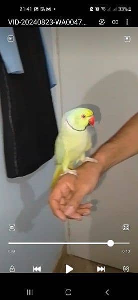 GREEN RINGNECK HAND TAMED MALE TALKING ON MOOD 3