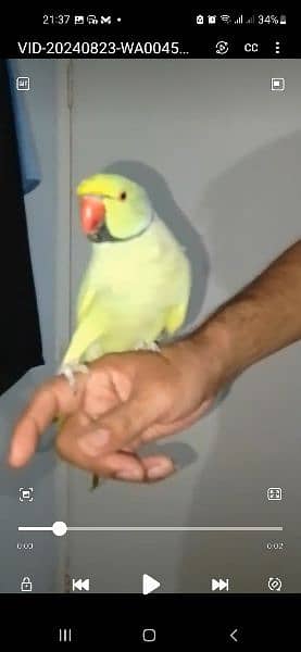 GREEN RINGNECK HAND TAMED MALE TALKING ON MOOD 5