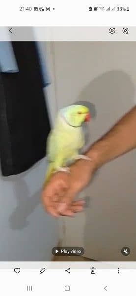 GREEN RINGNECK HAND TAMED MALE TALKING ON MOOD 6