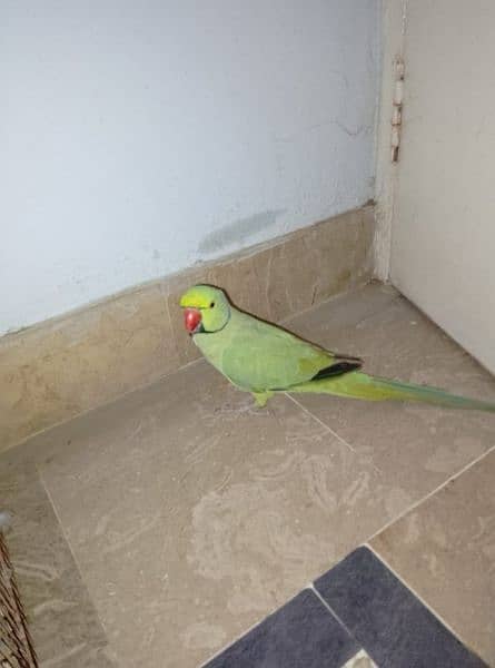 GREEN RINGNECK HAND TAMED MALE TALKING ON MOOD 7