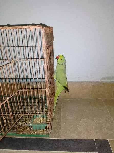 GREEN RINGNECK HAND TAMED MALE TALKING ON MOOD 9