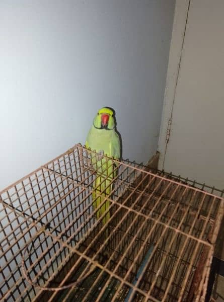 GREEN RINGNECK HAND TAMED MALE TALKING ON MOOD 10