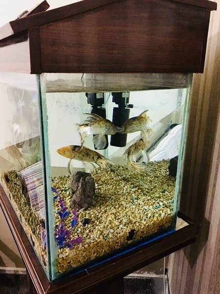 Fish Acquarium with fishes or all accessories. . 4