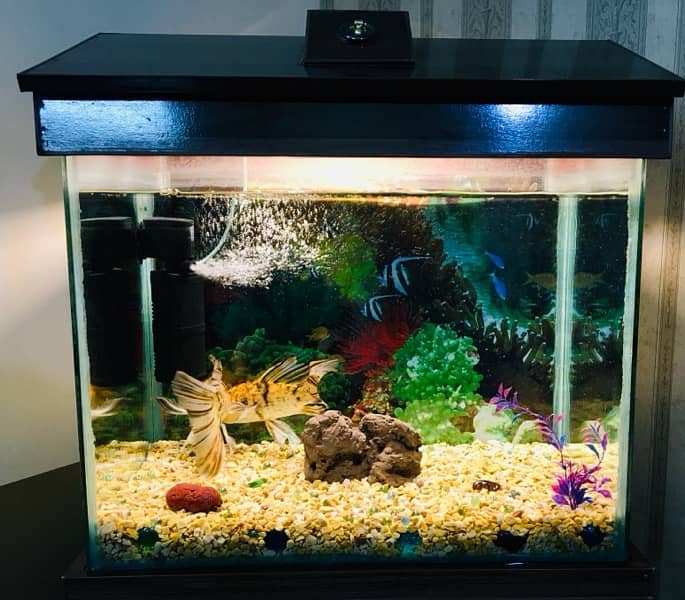 Fish Acquarium with fishes or all accessories. . 5