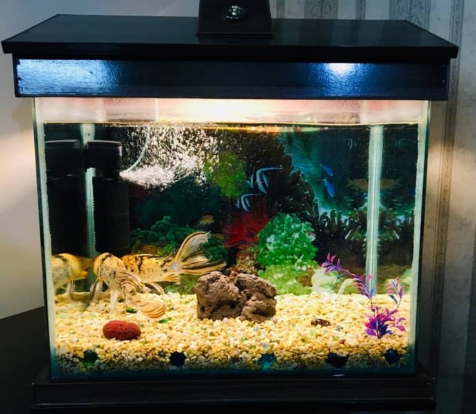 Fish Acquarium with fishes or all accessories. . 6