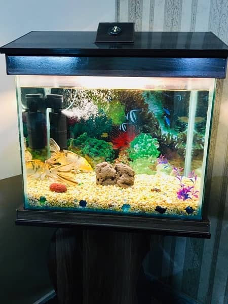 Fish Acquarium with fishes or all accessories. . 7