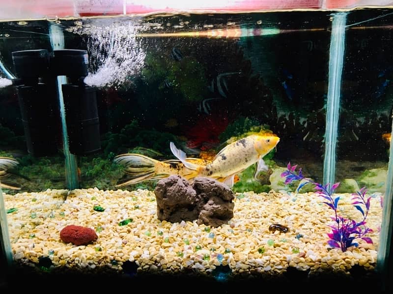 Fish Acquarium with fishes or all accessories. . 11