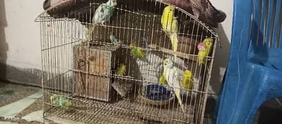 17 parrot 0